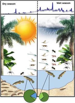 Seasonal Variation in Terrestrial Invertebrate Subsidies to Tropical Streams and Implications for the Feeding Ecology of Hart’s Rivulus (Anablepsoides hartii)